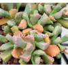 Stomatium Alboroseum SB1216 - Seed